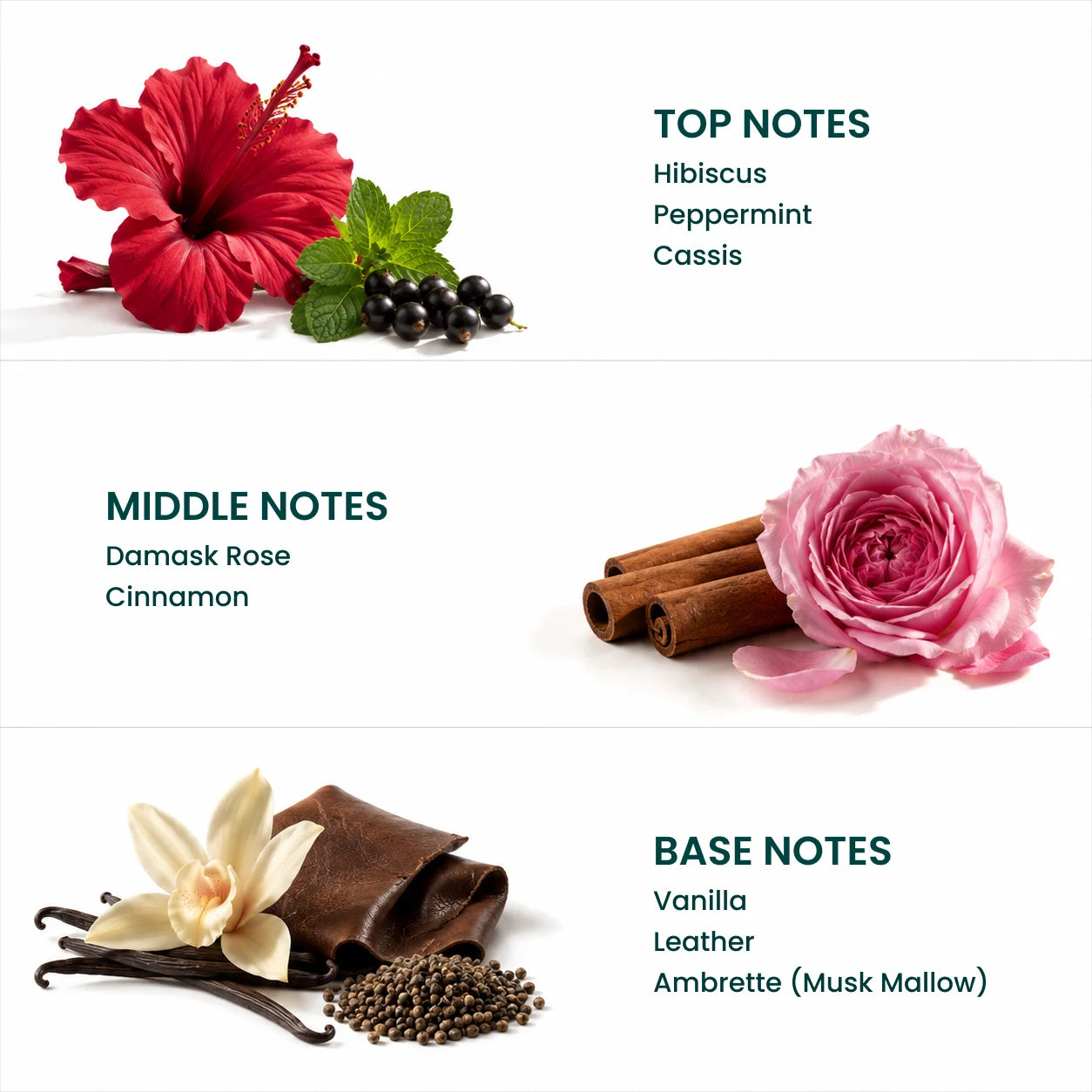 Hibiscus Noir